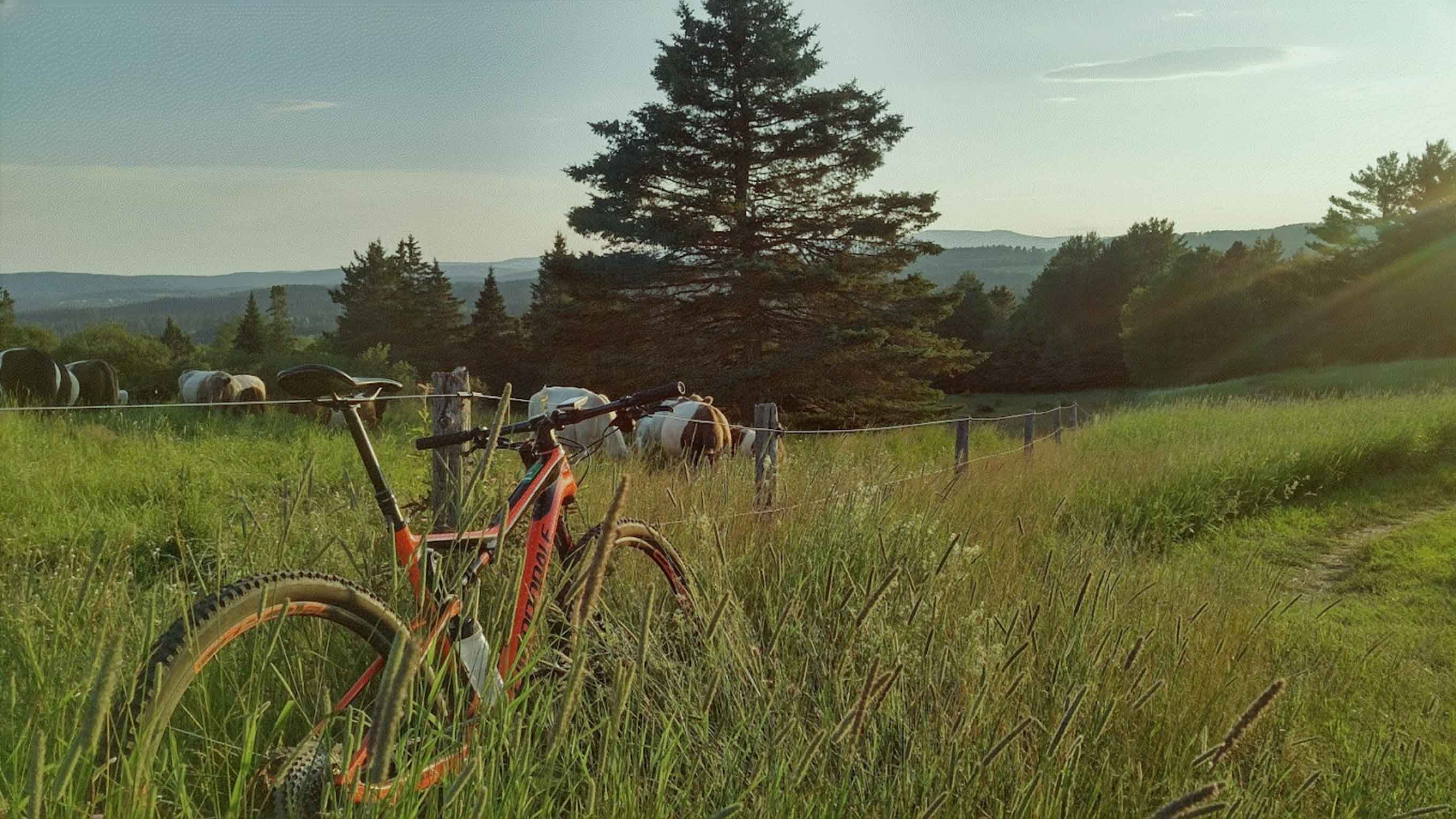 Orange mountain bike resting in tall meadow grass at Darling Hill at golden hour, with sheep grazing and the rolling hills of the Northeast Kingdom of Vermont in the distance