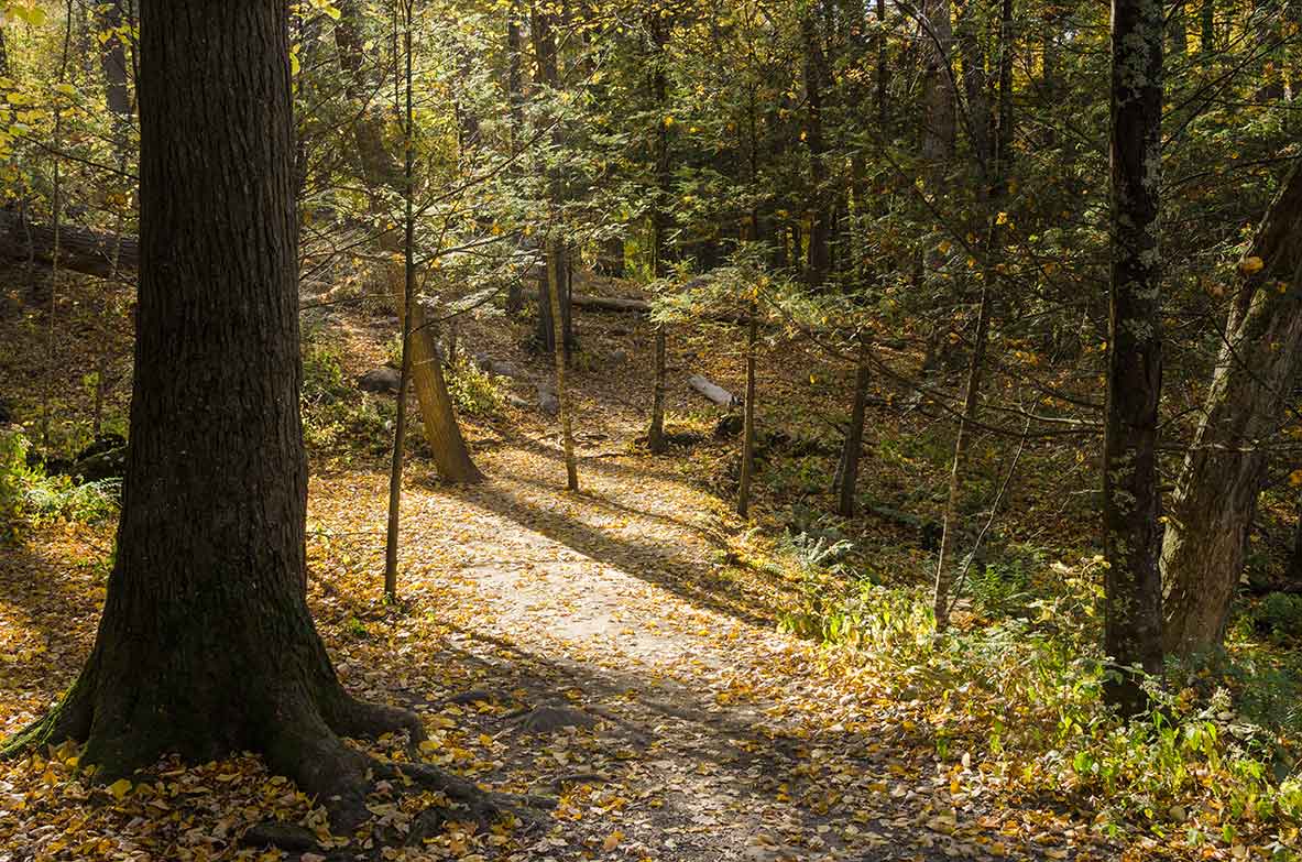 A leaf-strewn singletrack trail winding through autumn woods in the Litchfield Hills, framed by large tree trunks with golden fallen leaves carpeting the forest floor and dappled sunlight filtering through the canopy