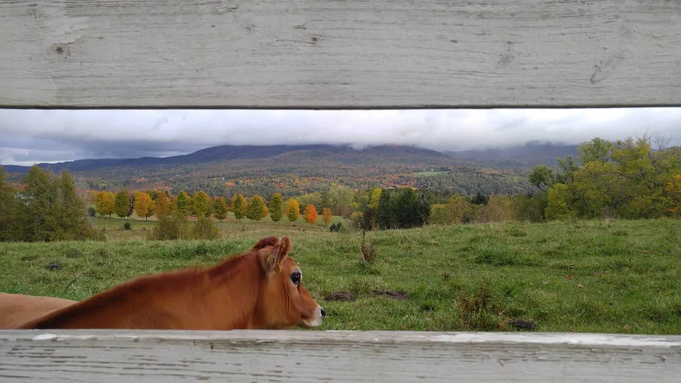 Autumn colour over Darling Hill